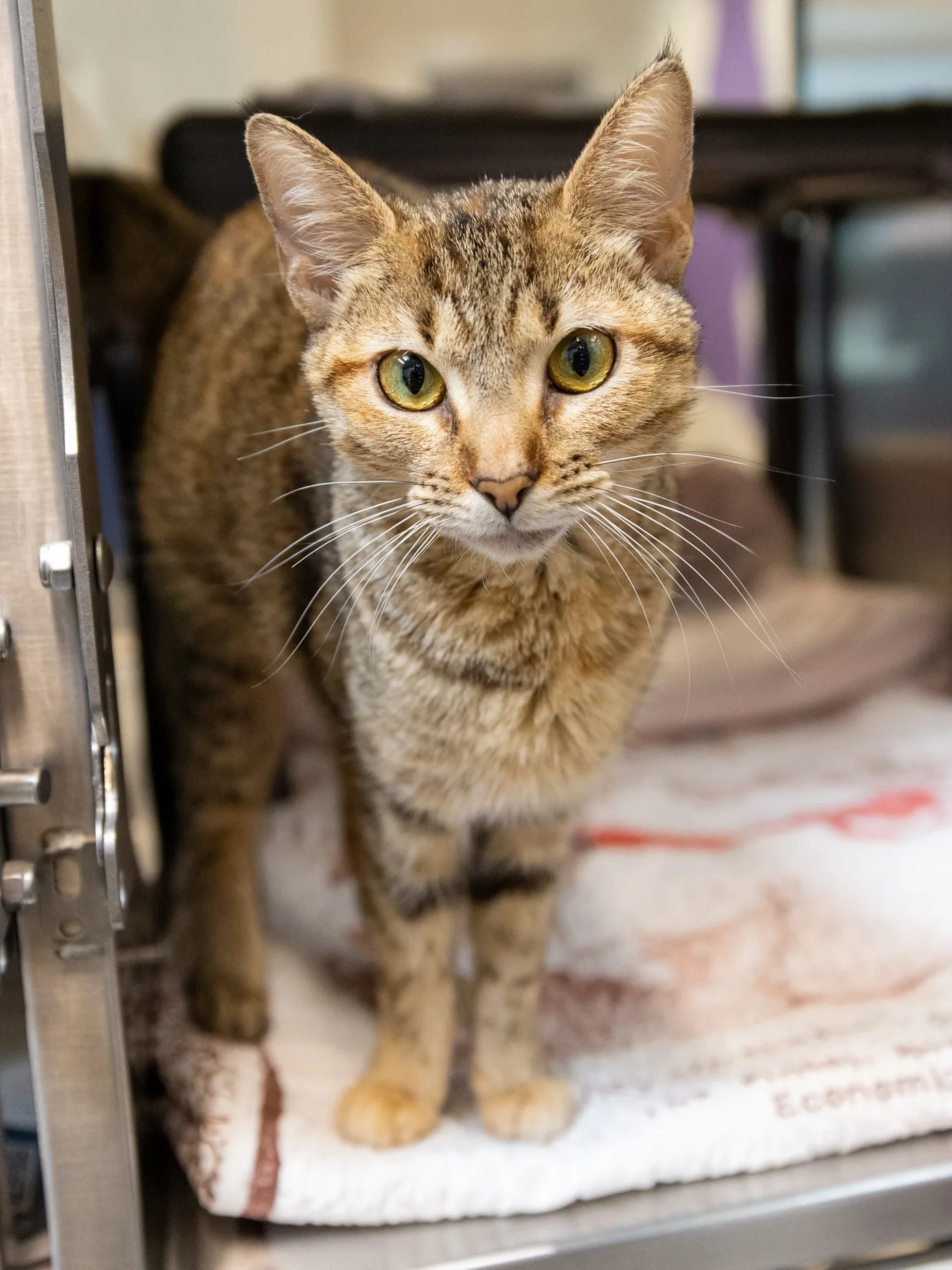 Favorite Grapevine Animal Shelter Pet Portraits — photo 5